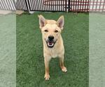 Small #9 Shiba Inu Mix