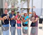 Small Photo #11 Labrador Retriever-Unknown Mix Puppy For Sale in San Diego, CA, USA