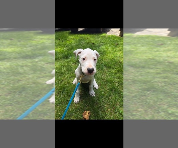 Medium Photo #1 Dogo Argentino Puppy For Sale in PATERSON, NJ, USA