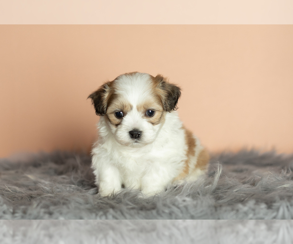 Medium Photo #6 Zuchon Puppy For Sale in WOLCOTTVILLE, IN, USA