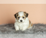 Small Photo #6 Zuchon Puppy For Sale in WOLCOTTVILLE, IN, USA