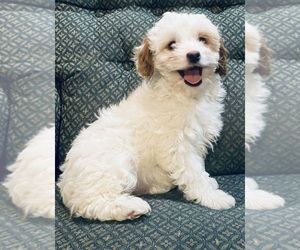 Cavapoo Puppy for sale in HILLSBORO, WI, USA