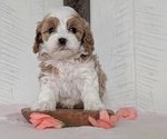 Small Photo #38 Cavapoo (Miniature) Puppy For Sale in GOSHEN, IN, USA