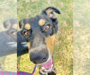 Bentley - Male Border Collie-Unknown Mix Dog for Adoption - Photo #4