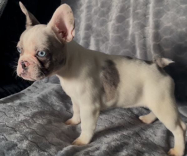 Medium Photo #7 French Bulldog Puppy For Sale in ANTIOCH, CA, USA