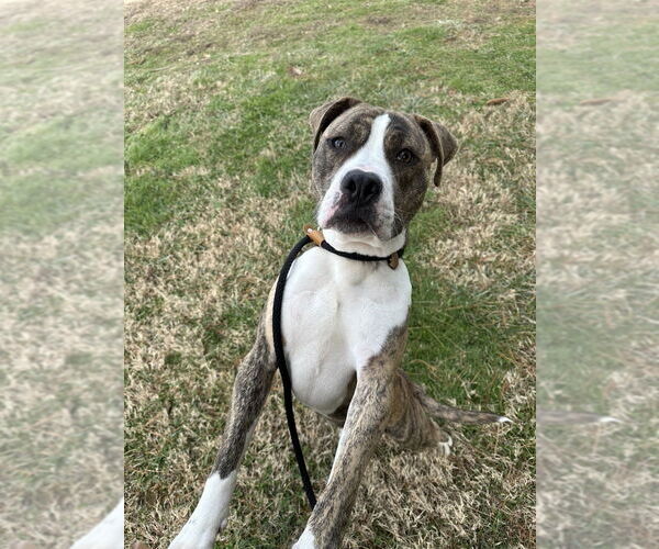 Medium Photo #2 Mutt Puppy For Sale in Evansville, IN, USA