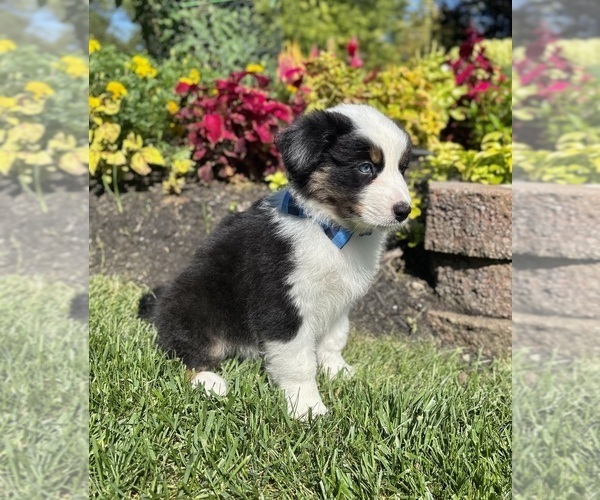Medium Photo #5 Miniature Australian Shepherd Puppy For Sale in NOBLESVILLE, IN, USA