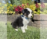 Small #4 Miniature Australian Shepherd