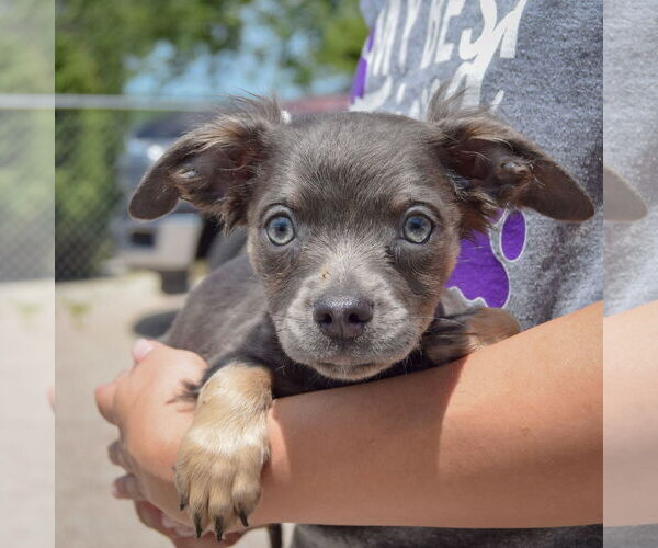 Medium Photo #3 Chion Puppy For Sale in Huntley, IL, USA