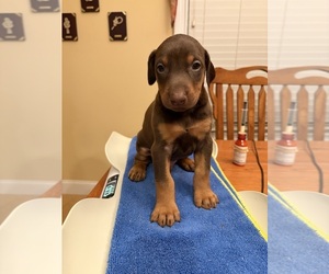 Doberman Pinscher Puppy for sale in PECK, KS, USA