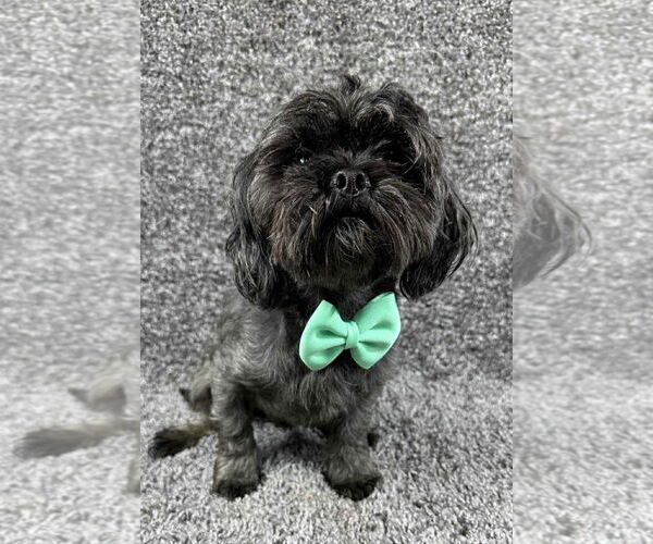 Medium Photo #3 Shih Tzu-Unknown Mix Puppy For Sale in Grafton, WI, USA