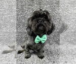 Small #2 Shih Tzu Mix