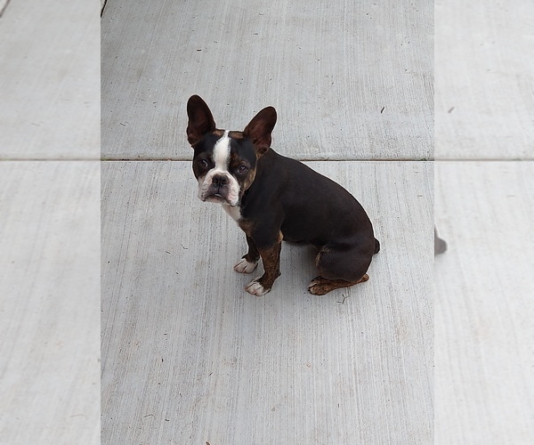 Medium Photo #8 Boston Terrier Puppy For Sale in COLORADO SPGS, CO, USA