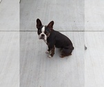 Small Photo #8 Boston Terrier Puppy For Sale in COLORADO SPGS, CO, USA