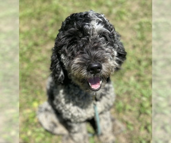 Medium Photo #1 Goldendoodle Puppy For Sale in CENTURIA, WI, USA