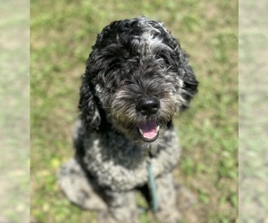 Father of the Goldendoodle puppies born on 03/12/2026