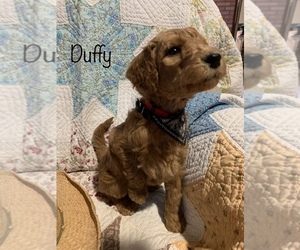 Labradoodle-Poodle (Standard) Mix Puppy for sale in SAN ANTONIO, TX, USA