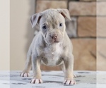 Puppy Puppy 3 American Bully