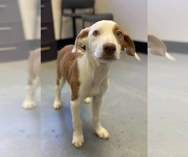 Medium Photo #3 Mutt Puppy For Sale in Brooklyn, NY, USA