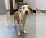 Small #2 Mutt