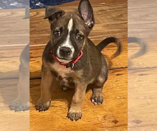 Medium Photo #5 Labrador Retriever-Unknown Mix Puppy For Sale in Brewster, NY, USA