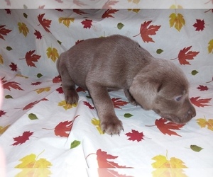 Labrador Retriever Puppy for sale in REED CITY, MI, USA