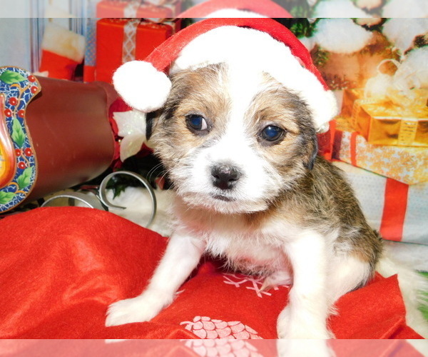 Medium Photo #6 Jack Russell Terrier-Shih Tzu Mix Puppy For Sale in HAMMOND, IN, USA