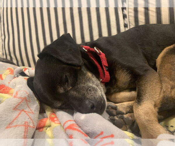 Medium Photo #24 Mutt Puppy For Sale in Philadelphia, PA, USA