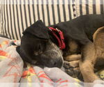 Small Photo #24 Mutt Puppy For Sale in Philadelphia, PA, USA