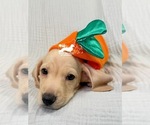 AKC Charlie - Male Dachshund Puppy for Sale - Photo #5