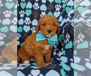 Goldendoodle Puppy for sale in KIRKWOOD, PA, USA