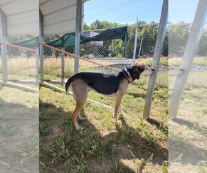 Winston - Male German Shepherd Dog-Unknown Mix Dog for Adoption - Photo #3