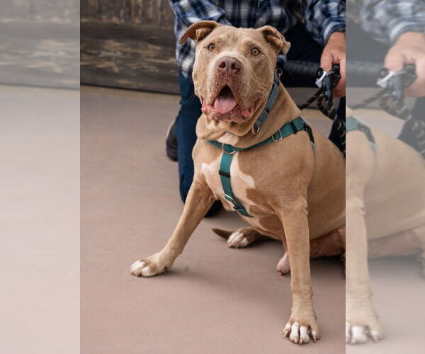 Medium Photo #3 American Staffordshire Terrier-Unknown Mix Puppy For Sale in Lake Forest, CA, USA