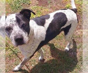 Pointer-Unknown Mix Dogs for adoption in Fort Lauderdale, FL, USA