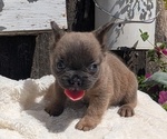 Small Photo #24 French Bulldog Puppy For Sale in GOSHEN, IN, USA