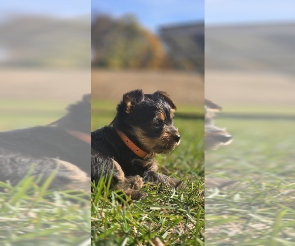 Medium Photo #1 Yorkshire Terrier Puppy For Sale in NILES, MI, USA