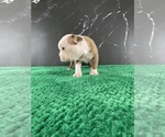 Small #35 Boston Terrier