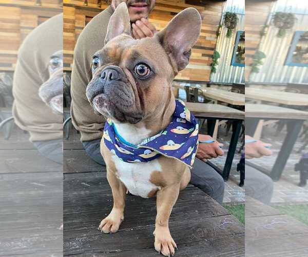 Medium Photo #8 French Bulldog Puppy For Sale in Escondido, CA, USA