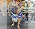 Small #7 French Bulldog