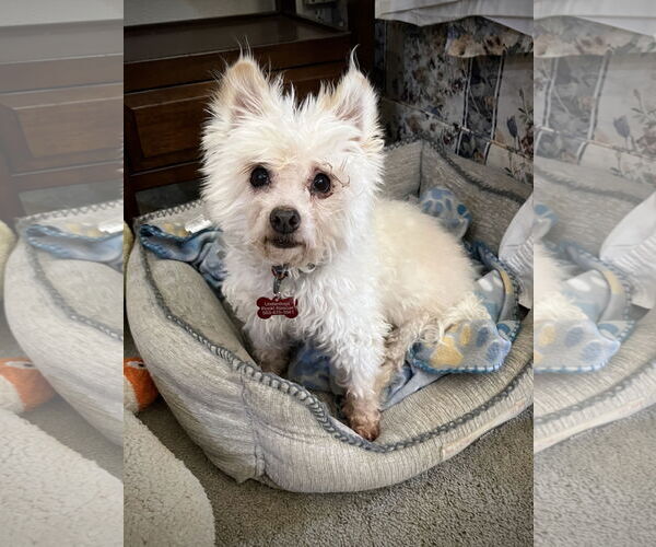 Medium Photo #3 Maltipoo (Toy) Puppy For Sale in Milwaukie, OR, USA