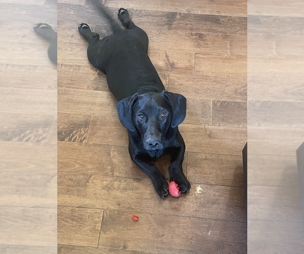 Medium Photo #7 Dachshund-Labrador Retriever Mix Puppy For Sale in MADRAS, OR, USA