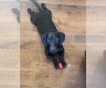 Small #6 Dachshund-Labrador Retriever Mix