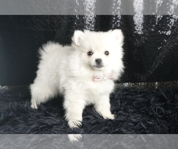 Medium Photo #34 Pomeranian Puppy For Sale in WARSAW, IN, USA