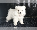 Small Photo #34 Pomeranian Puppy For Sale in WARSAW, IN, USA