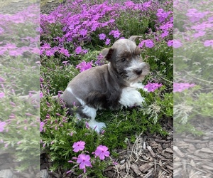 Schnauzer (Miniature) Puppy for sale in WEST BRANCH, IA, USA