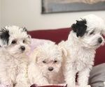 Image preview for Ad Listing. Nickname: Litter of 3