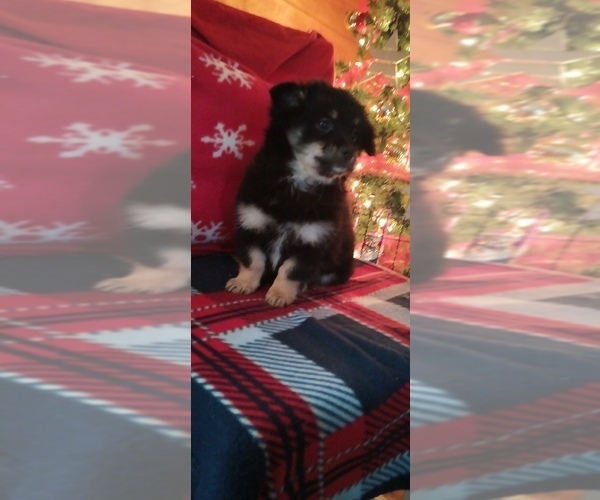 Medium Photo #3 Malchi Puppy For Sale in WOBURN, MA, USA