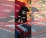 Small Photo #3 Malchi Puppy For Sale in WOBURN, MA, USA