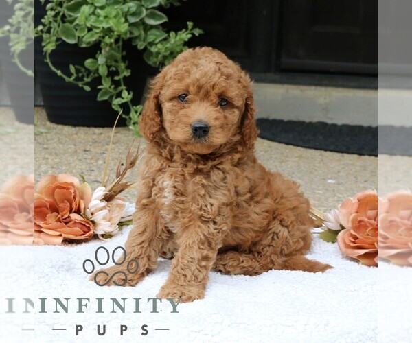 Medium Photo #5 Goldendoodle (Miniature) Puppy For Sale in LANCASTER, PA, USA
