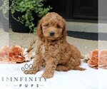 Small #4 Goldendoodle (Miniature)